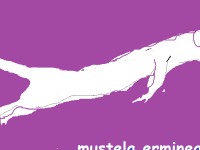 mustela-erminea